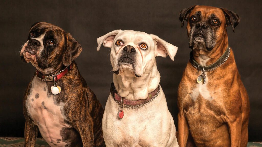 Three Boxer dogs posing in a studio setting, showcasing elegance and charm.